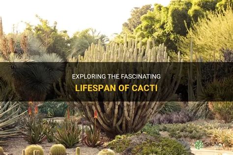 Exploring The Fascinating Lifespan Of Cacti Shuncy