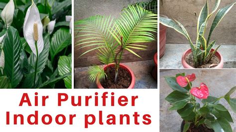 Top 10 Best Air Purifier Plants Air Purifying Plants Indoor Plants With Price Youtube