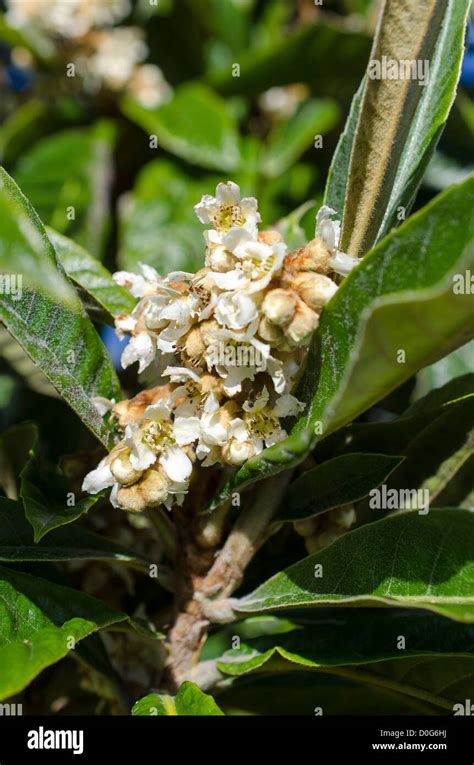 Loquat tree (Eriobotrya japonica ) in flower Stock Photo - Alamy