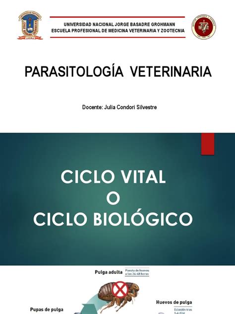 Ciclo Biologico Pdf Parasitismo Especies