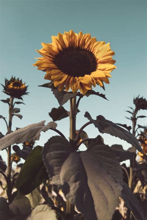 Wallpaper Sunflower in Close up Photography, Background - Download Free Image