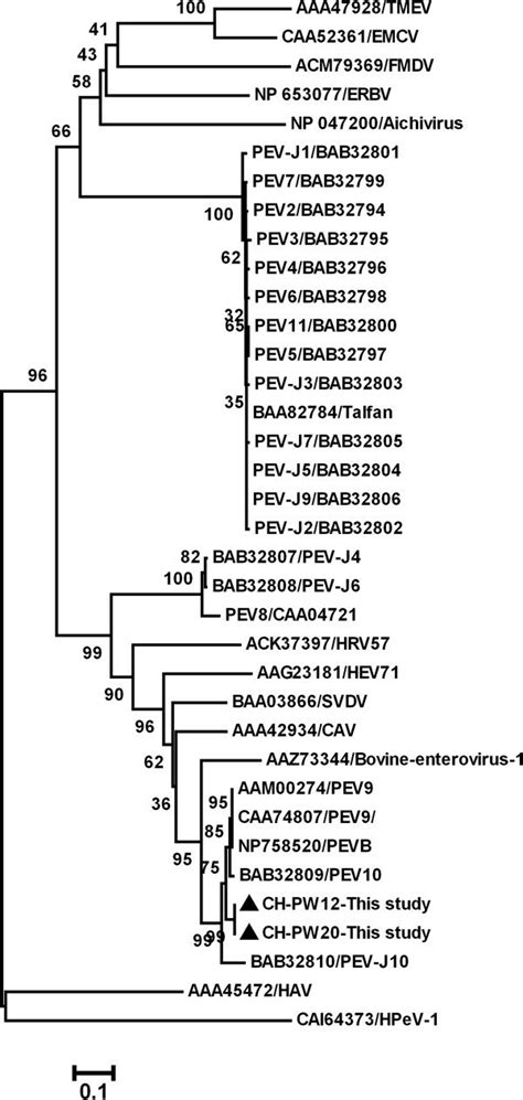 Phylogenetic Tree Constructed By Alignment Of The Rdrp Amino Acid