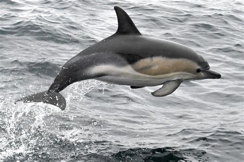 Sexually Frustrated Dolphin Terrorises Swimmers Off Coast Of France