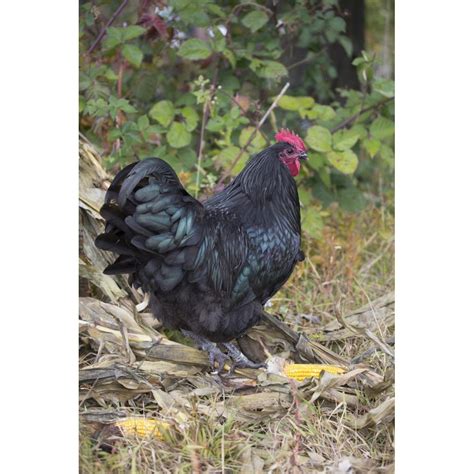 Large Black Australorp Rooster in Old Garden, October, Higganum, Connecticut, USA, Unframed ...