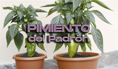 Cuando Plantar Pimiento De Padr N Y Que Cuidados Necesita La Planta