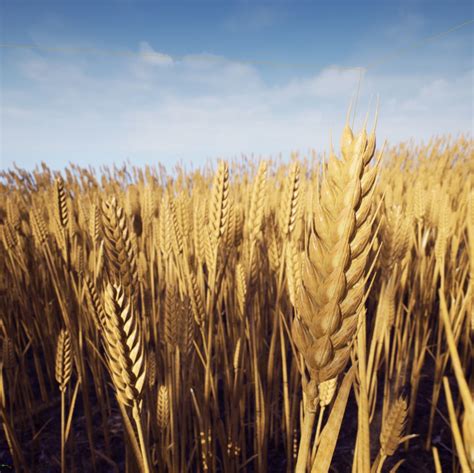 3d Model Wheat Photorealistic 3d Model Vr Ar Low Poly Cgtrader