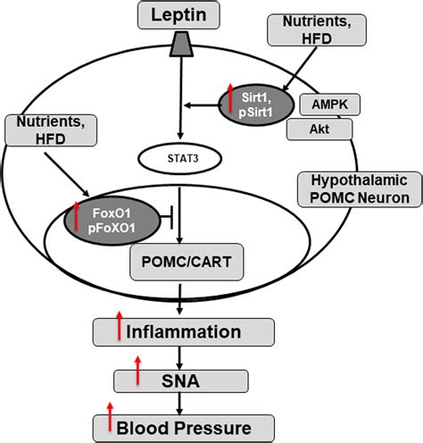 Modulation Of Sirt1 And Foxo1 On Hypothalamic Leptin‐mediated