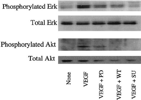 Effect Of Vegf On Signaling Pathways In Ecs Blockade Of Map Kinase