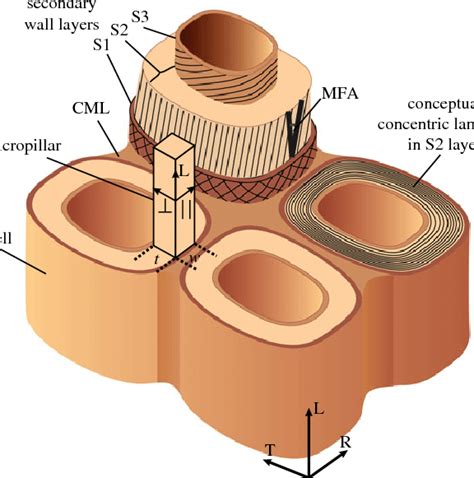 Schematic Of Cell Wall Layers Within Cellular Structure Of Wood The S2 Download Scientific