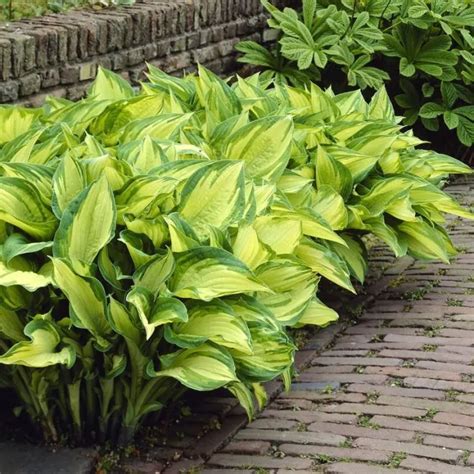 Hosta Fortunei Albopicta Hartlelie Kopen Het Groene Paradijs