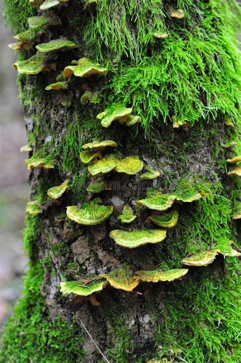 特写镜头青苔和真菌 库存图片 图片 包括有 本质 环境 击倒 腐烂 横向 包括 自然 生苔 89971075