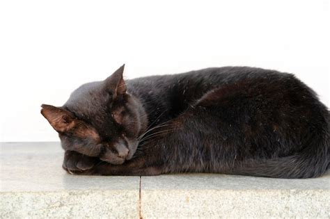 Premium Photo | A sleeping black cat