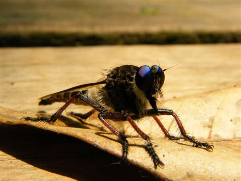 Free Images Nature Animal Fly Wildlife Insect Fauna