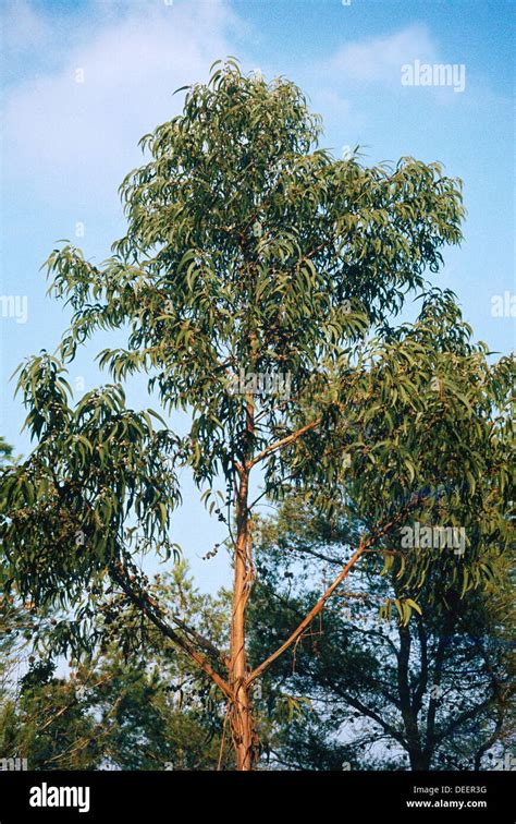 Tasmanian Blue Gum Eucalyptus Globulus Stock Photo Alamy