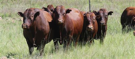 UP GEORGE BONSMARAS 2023 Bull Sale