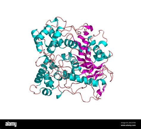 Lipase molecule. Computer model showing the secondary structure of ...