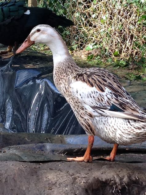 Indian Runners Ducks Breed Information Omlet