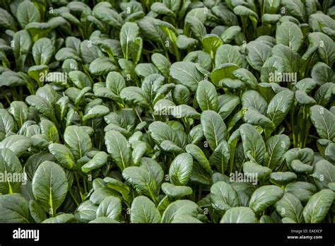 Pak Choi Or Chinese Cabbage Brassica Rapa Pekinensis And Chinensis