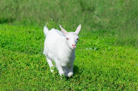 Premium Photo Portrait Of White Cat Standing On Grass