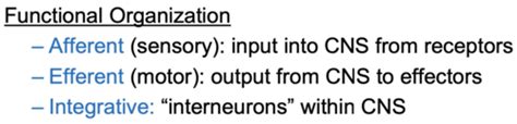 Microanatomy Of The Nervous System Flashcards Quizlet