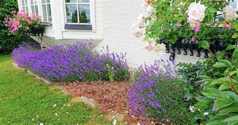 Vad blommar nu i trädgården Fototråd Sida 140 Byggahus se