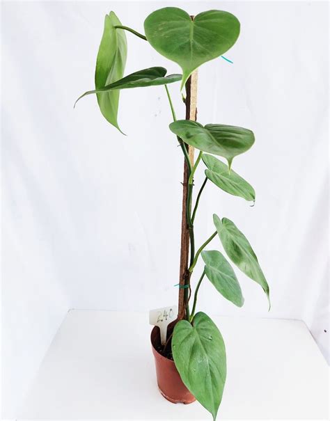 Philodendron Scandens Green Furniture Home Living Gardening Plants