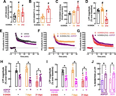 Increased Atp Release And Contribution Of Cd73 Mediated Formation Of Download Scientific