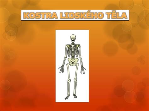 PPT KOSTRA LIDSKÉHO TĚLA PowerPoint Presentation free download ID