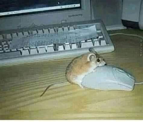 Mouse Porn Meme Guy