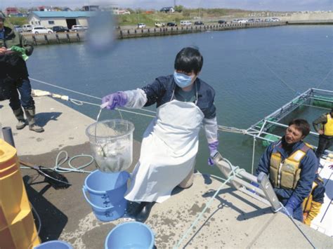 動きだす北海道サーモン養殖秋サケ不漁、ロシア海域禁漁で危機感【漁業・養殖】和サーモン津々浦々〈1〉 みなと新聞 電子版