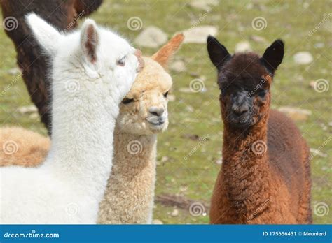 Alpaca Is A Domesticated Species Of South American Camelid Stock Image