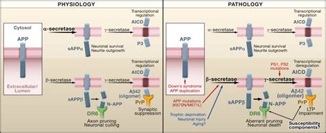 Bridging Physiology And Pathology In AD Cell