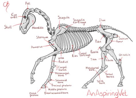 Get Me Into Vet School – anaspiringvet: Here is some horse anatomy that ...