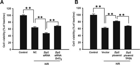 The Critical Role Of The Zinc Transporter Zip2 SLC39A2 In Ischemia