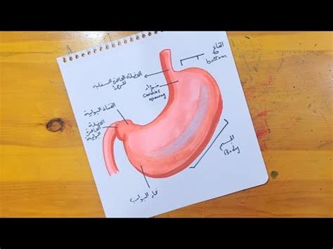 طريقه رسم المعده Stomach drawing YouTube