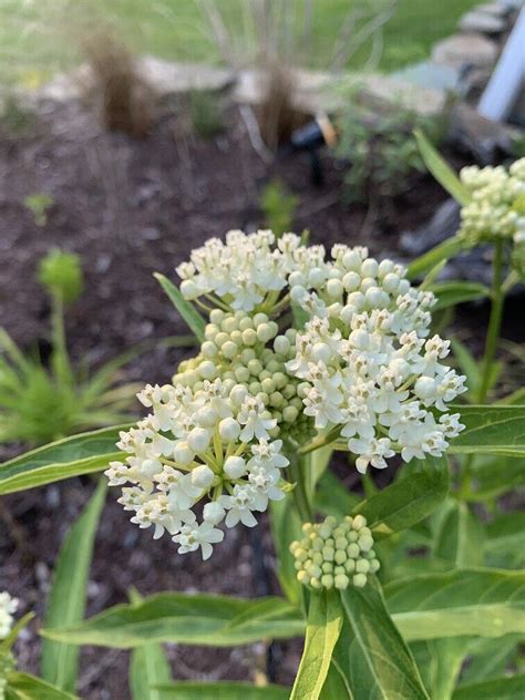 Asclepias Incarnata Ice Ballet