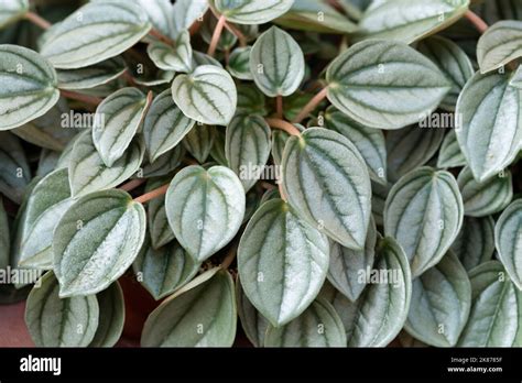 Watermelon Peperomia Leaves Peperomia Argyreia Stock Photo Alamy