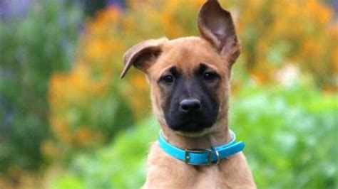 Belgian Malinois Pitbull Mix (AKA The Belgian Pitbull): Full Guide