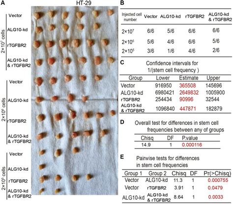 TGFBR2 Is Necessary For ALG10 Induced Stemness Of CRC Cells In Vivo