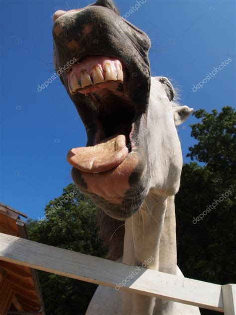 Ugly Horse