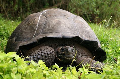 Chelonoidis Donfaustoi La Nueva Especie De Tortuga Gigante En