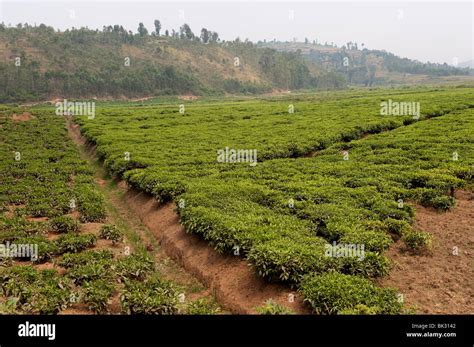 Tea Plants In Valley Bottoms Butare Southern Rwanda Stock Photo Alamy