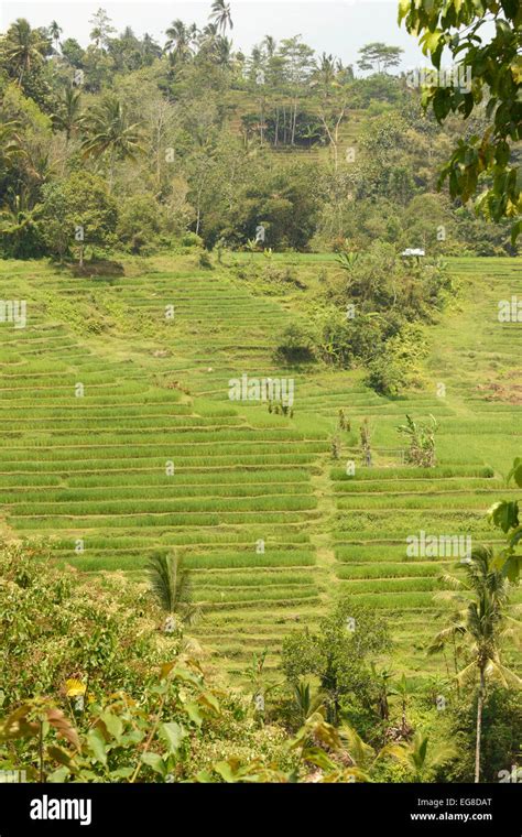 Asian Rice Oryza Sativa Growing In Terraced Field Bali Indonesia