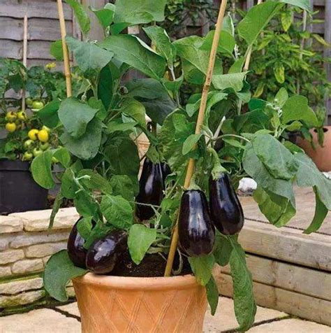 How To Grow An Eggplant In A Pot Aubergine Care