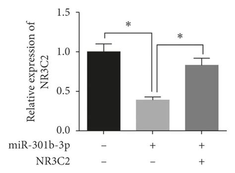 Mir B P Regulates The Malignant Progression Of Breast Cancer Cells