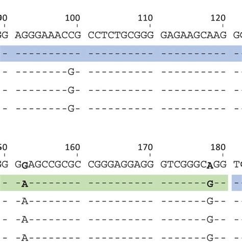 The Novel Allele HLAA 01 01 01 53 The Partial HLAA Intron 1 Sequence