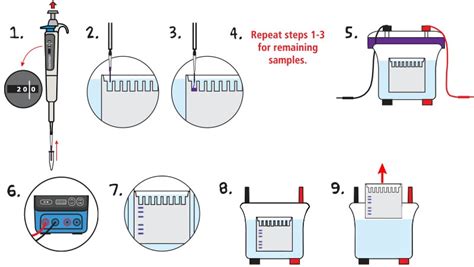 Quick Guide Protein Electrophoresis