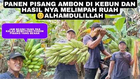 Panen Pisang Ambon Di Kebun Dan Hasilnya Melimpah Ruah Alhamdulillah