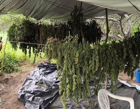 Pol Cia Militar Erradica Mil P S De Maconha Geneticamente Modificada