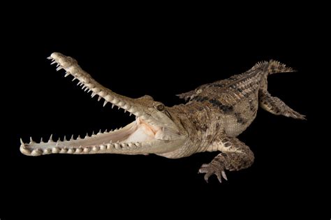 Australian Freshwater Crocodile Crocodylus Johnstoni Joel Sartore